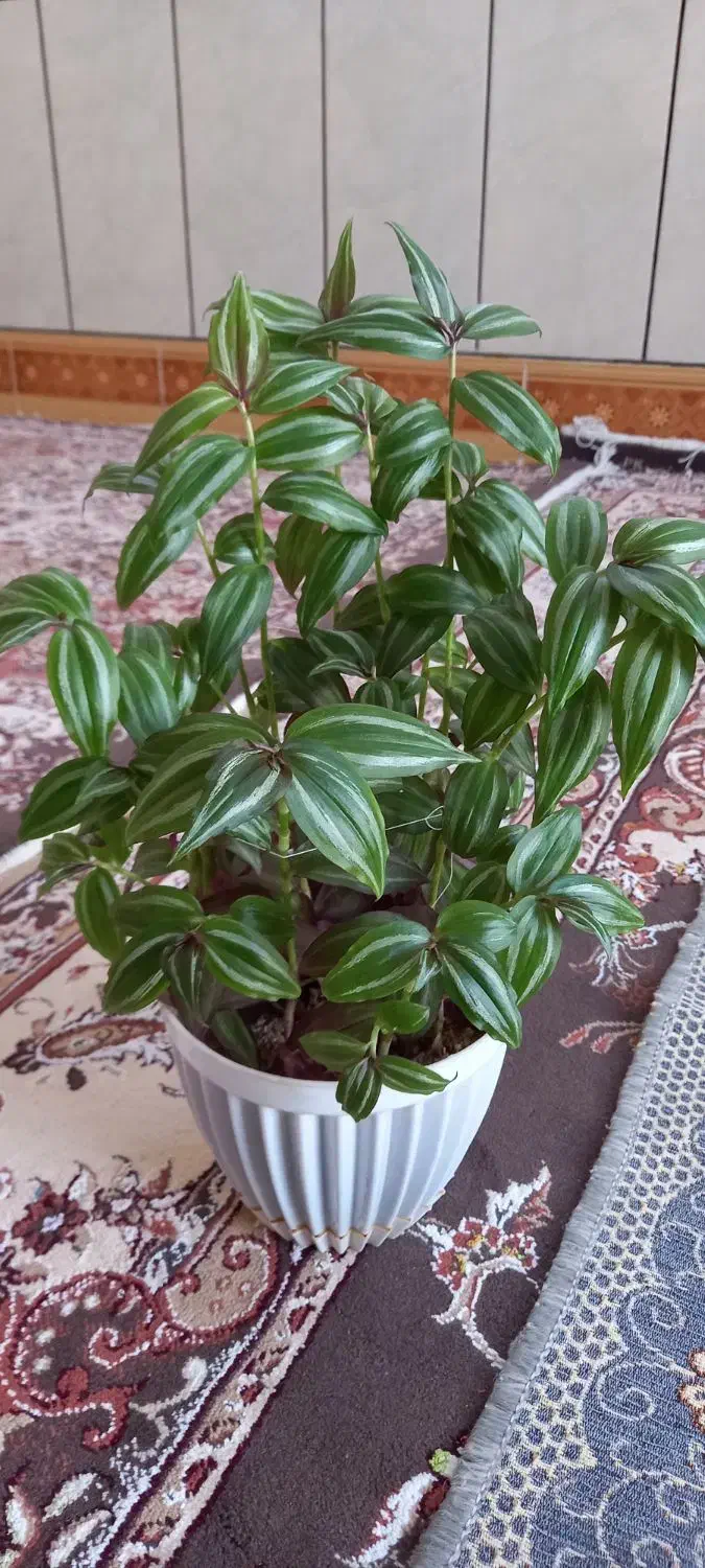 گل طبیعی|گل و گیاه طبیعی|سیلاخور, |دیوار