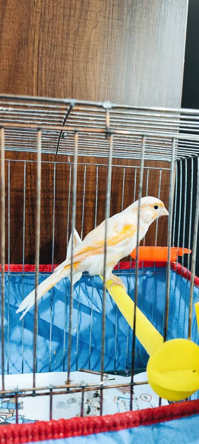 قناری نر|پرنده|کرمان, |دیوار