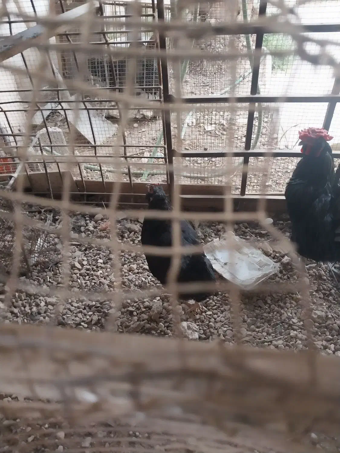 مرغ وخروس|حیوانات مزرعه|بندر کنگان, |دیوار