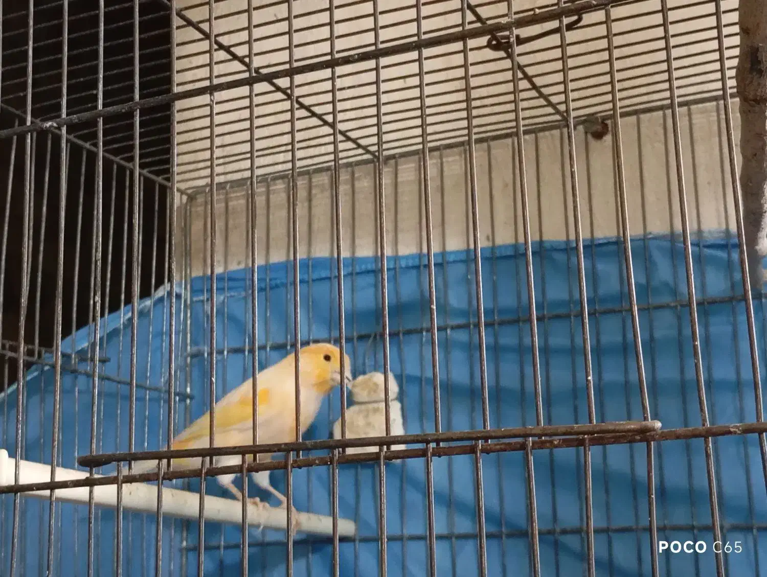 یک جفت قناری با قفس بزرگ|پرنده|محمدشهر, محمدشهر|دیوار