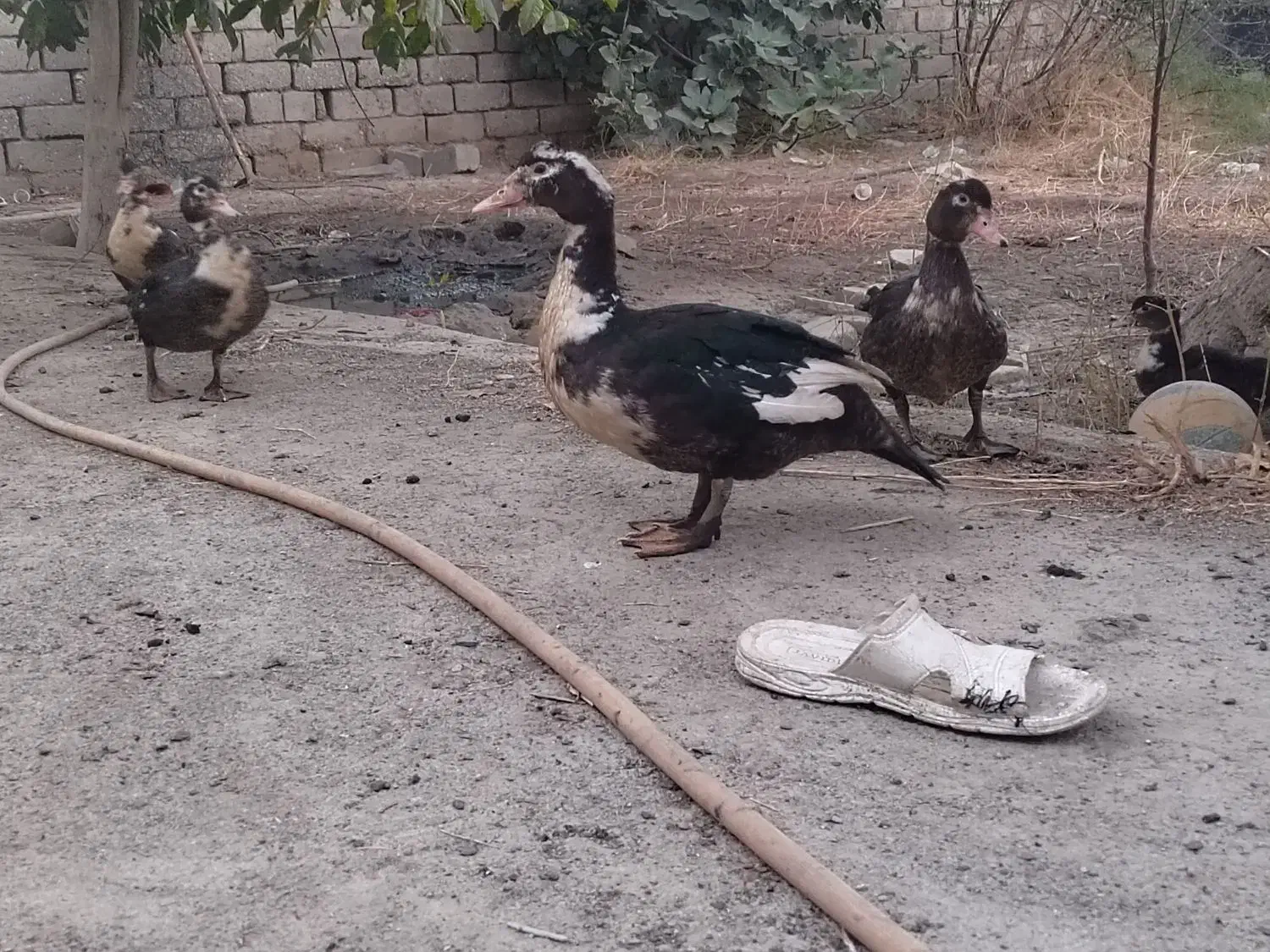 اردک|حیوانات مزرعه|محمدبار, |دیوار