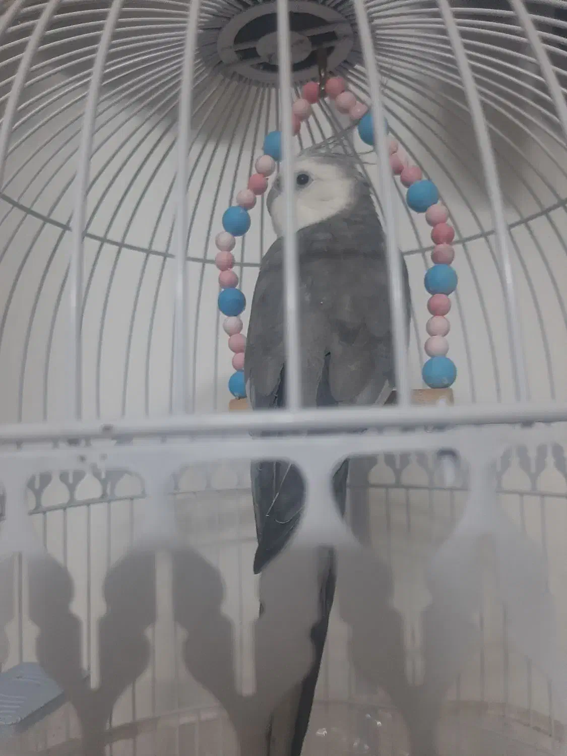 عروس هلندی گمشده|پرنده|مشهد, چهارچشمه|دیوار