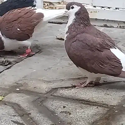 پرنده|پرنده|مشهد, شهرک شیرین|دیوار