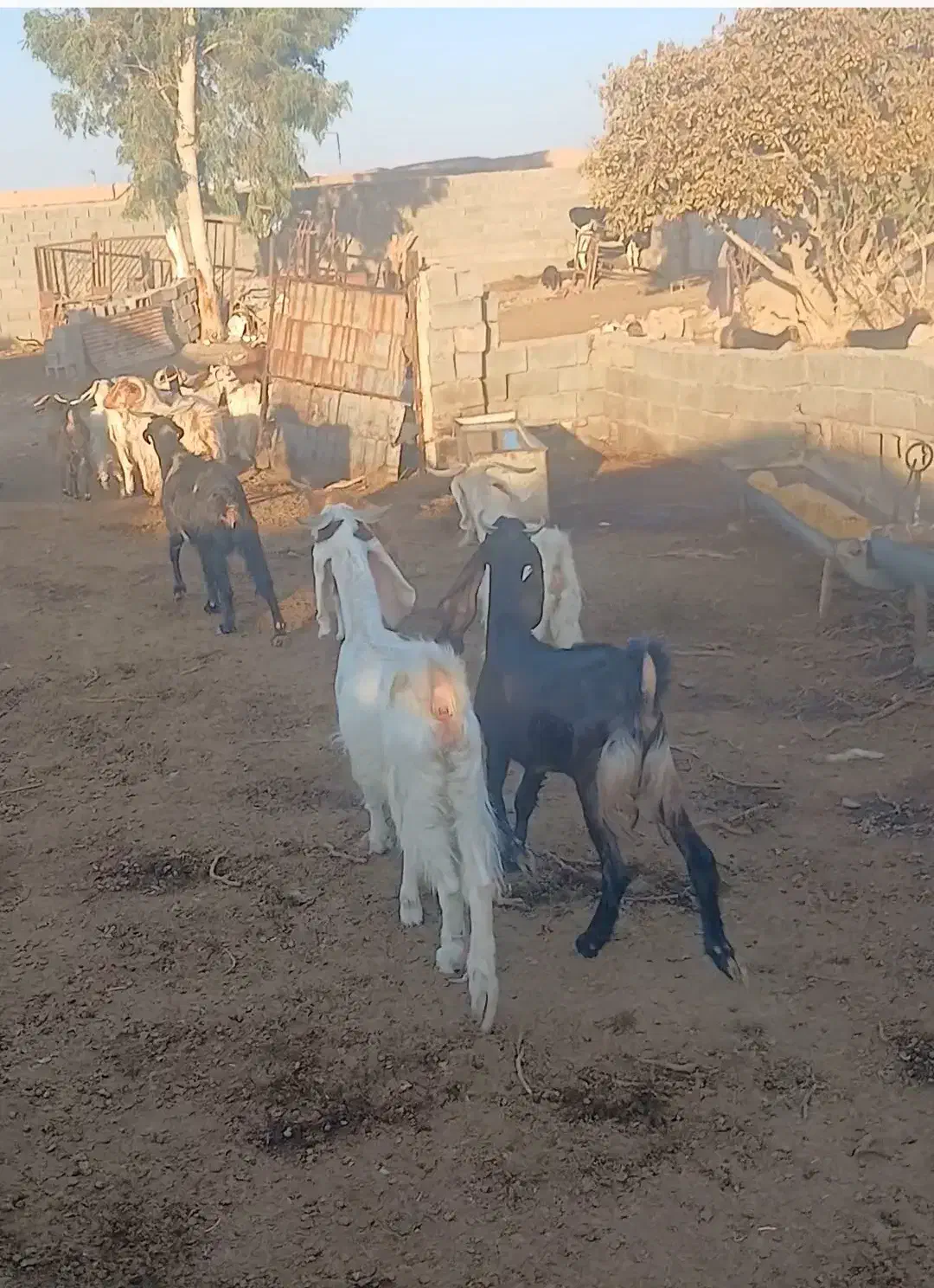 گیسه|حیوانات مزرعه|رفسنجان, |دیوار