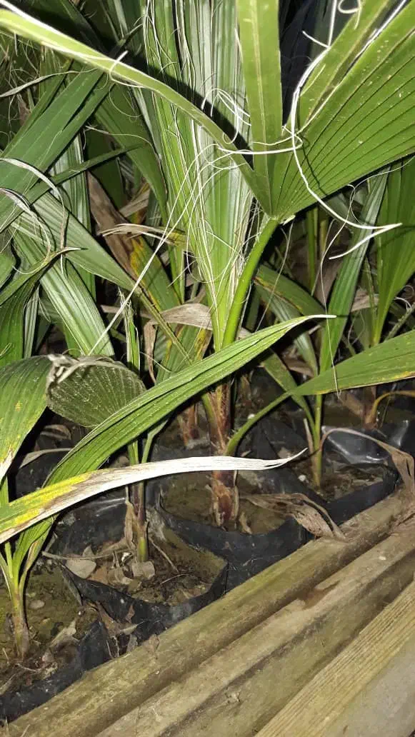 پالم  ریشه پر|گل و گیاه طبیعی|رودسر, |دیوار