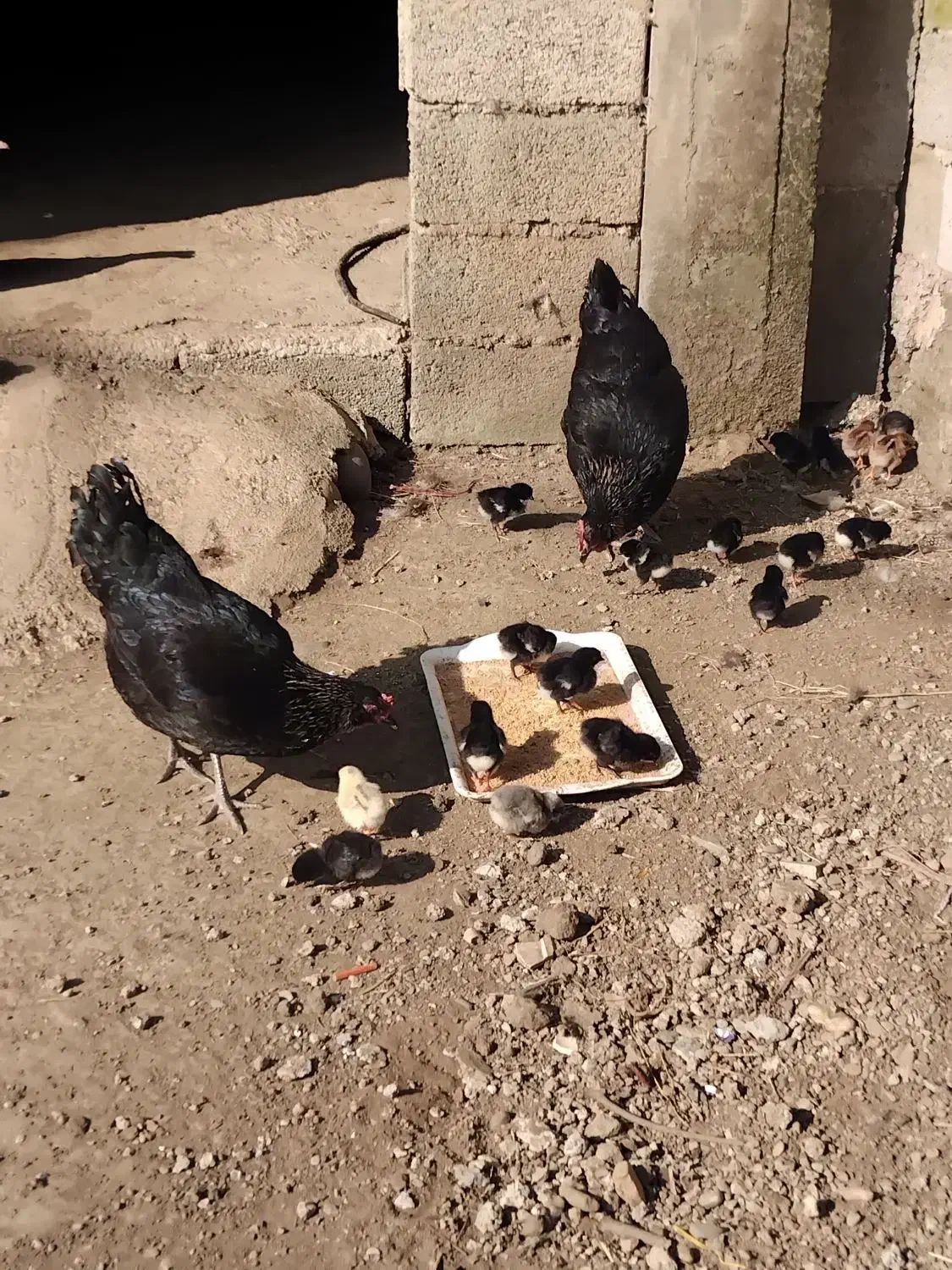 جوجه مرغ|حیوانات مزرعه|رضوانشهر, |دیوار