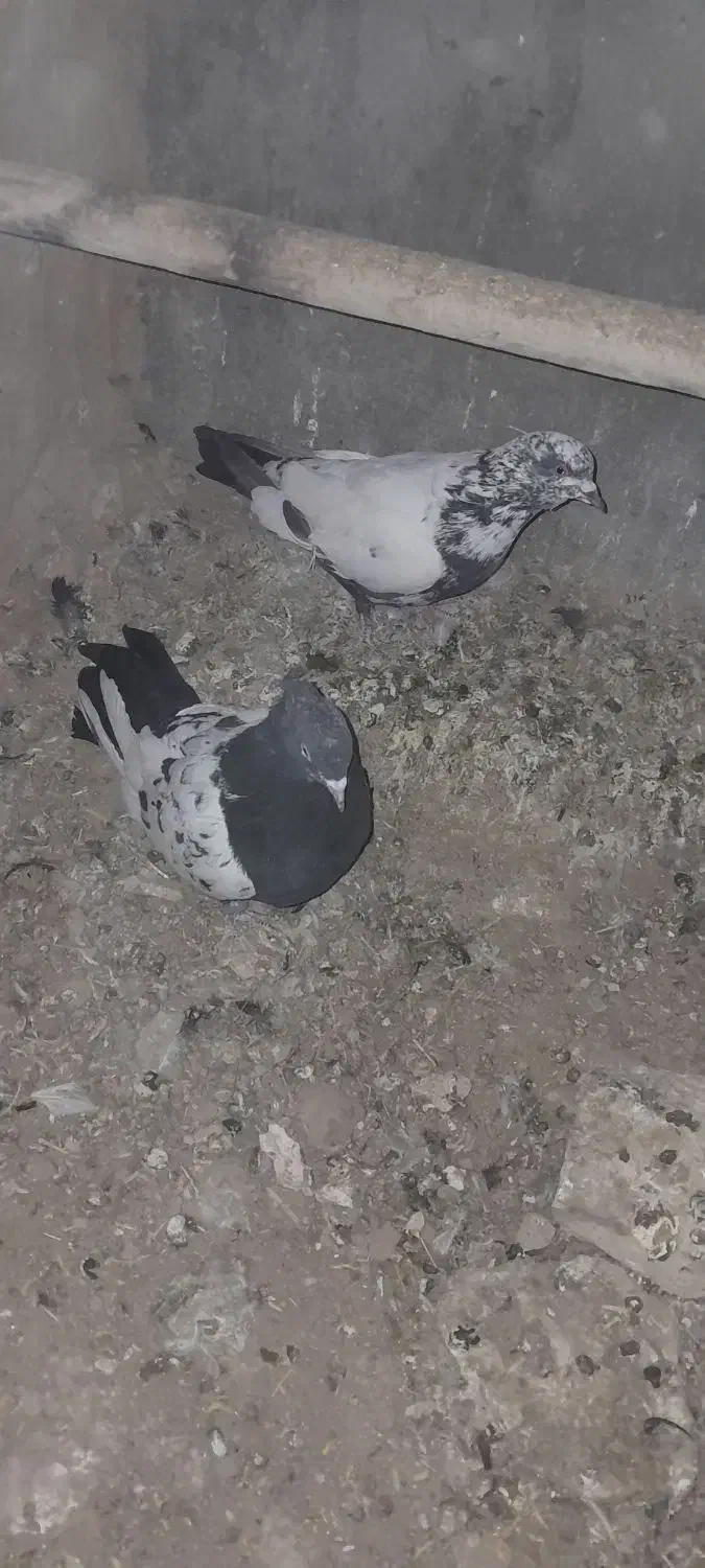 کفتر|پرنده|قائن, |دیوار