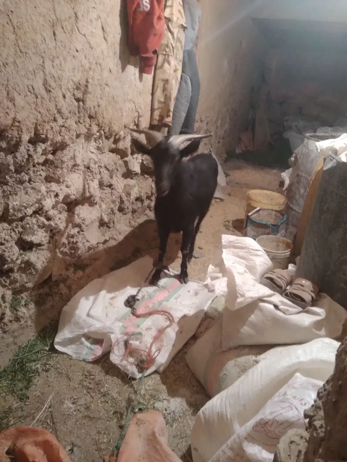 نری مورسیا دوساله|حیوانات مزرعه|کیانشهر, |دیوار