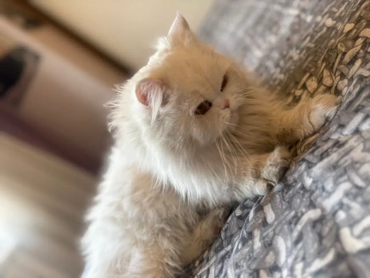 گربه ماده آماده ی فحل پرشین اسکاتیش|گربه|تبریز, |دیوار