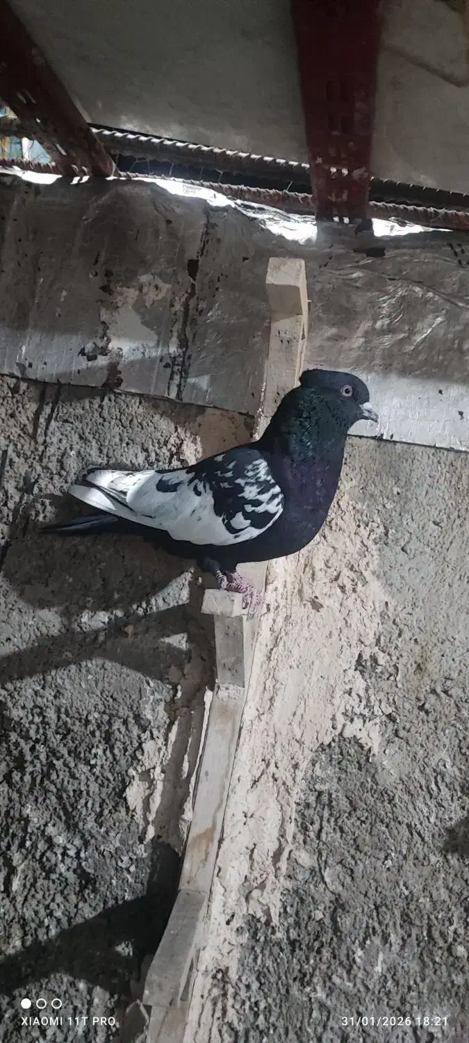 کفتر سینه سیاه|پرنده|فسا, |دیوار