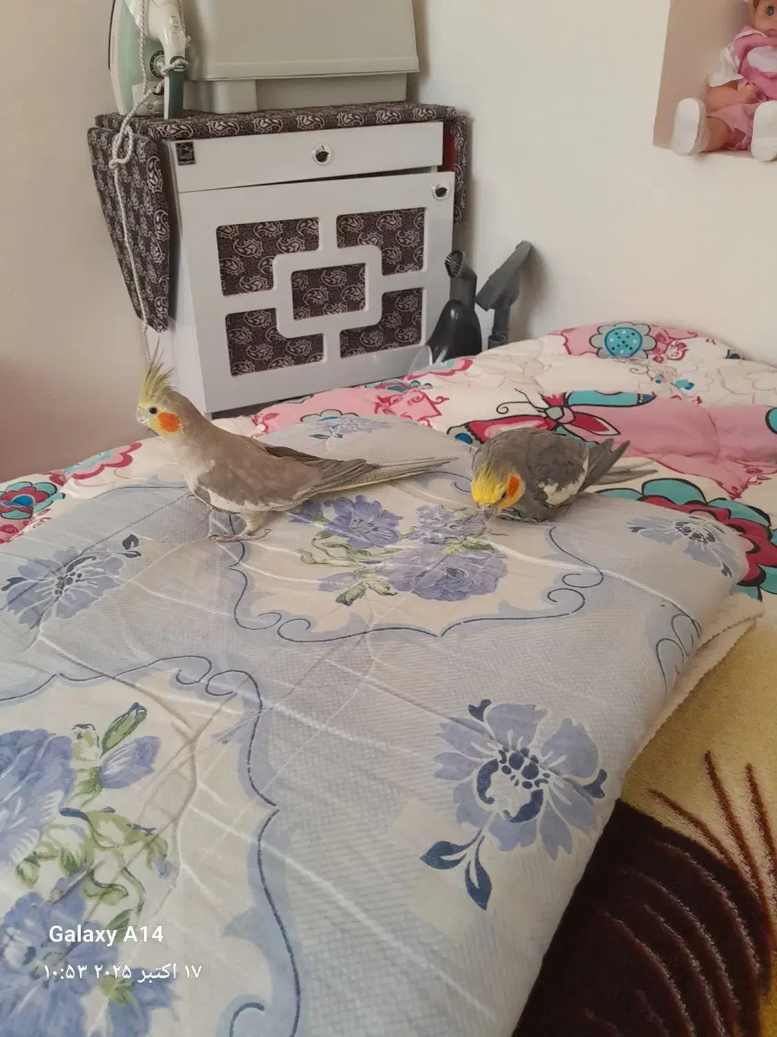 دوتا عروس هلندی نرماده سالم|پرنده|تربتحیدریه, نواب صفوی|دیوار