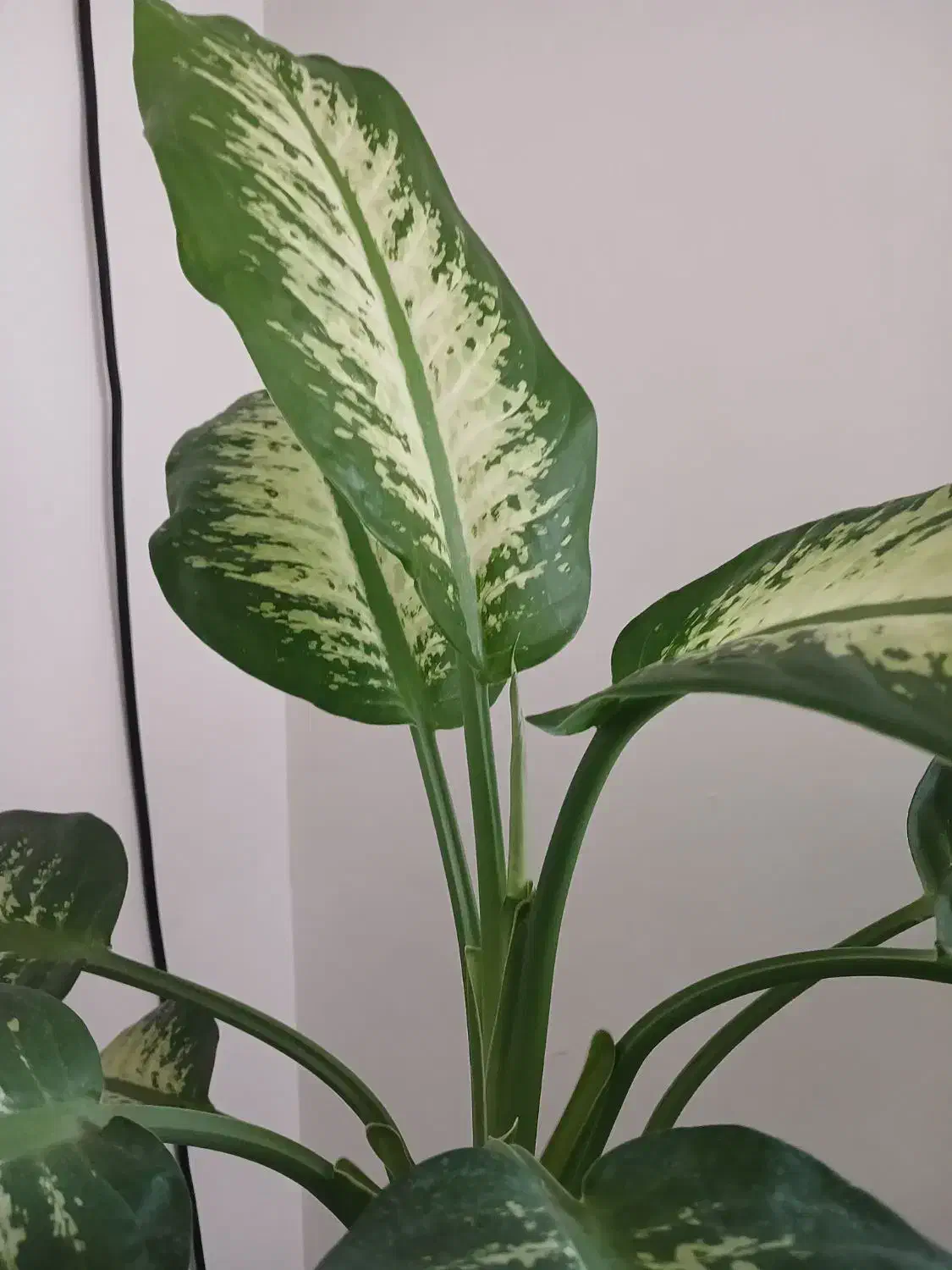 دیفن باخیا و شفلرا|گل و گیاه طبیعی|محمدشهر, شهرک چمران|دیوار