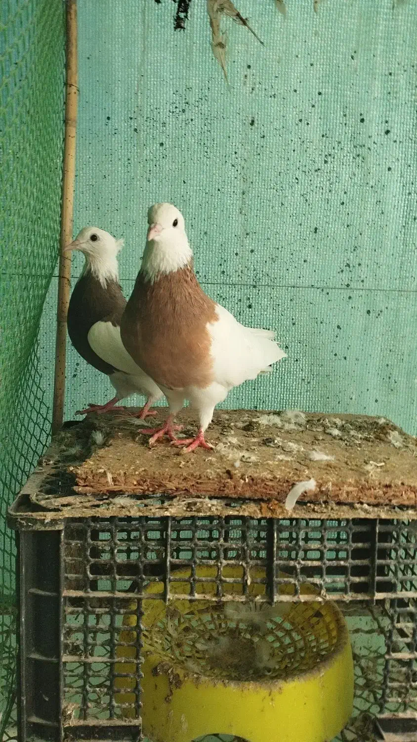 طوقی کرمانشاه|پرنده|رامیان, |دیوار