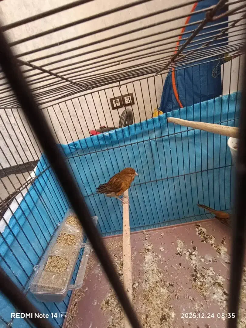 قناری|پرنده|شیراز, سجادیه|دیوار