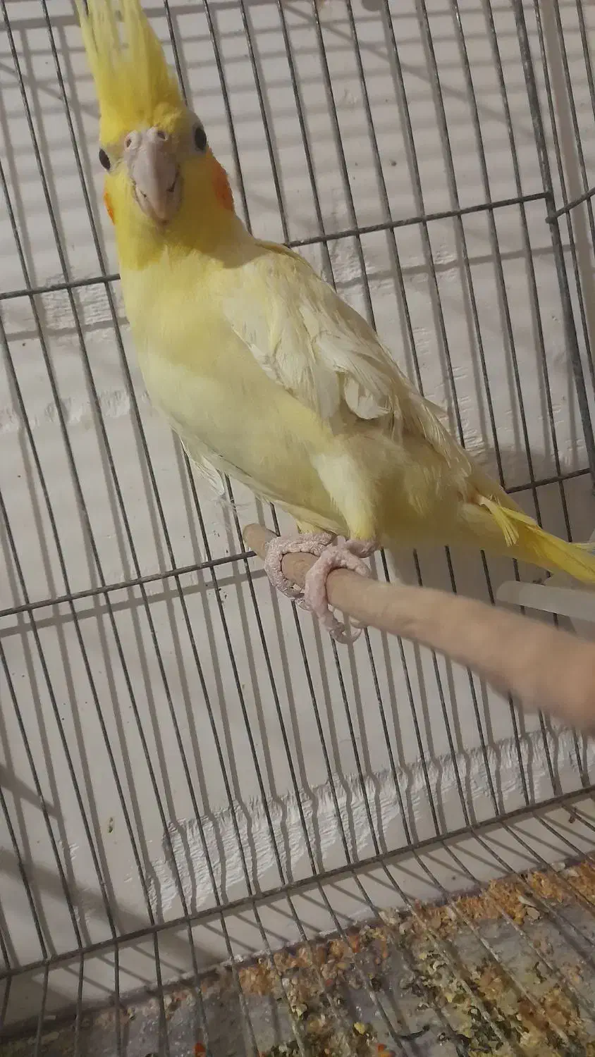 طوطی عروس هلندی ماده لوتینو|پرنده|سوسنگرد, |دیوار