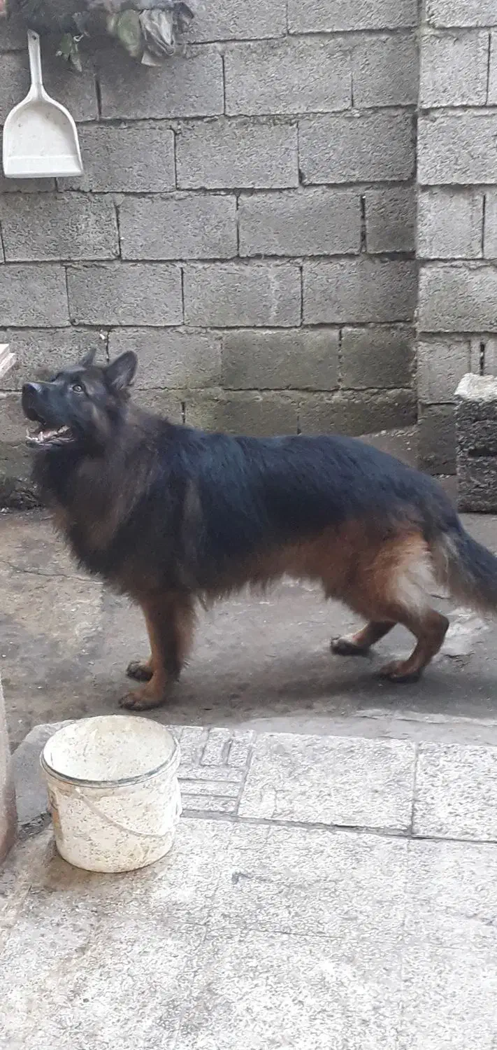 ژرمن شولاین موبلند|سگ|لاهیجان, لیل|دیوار