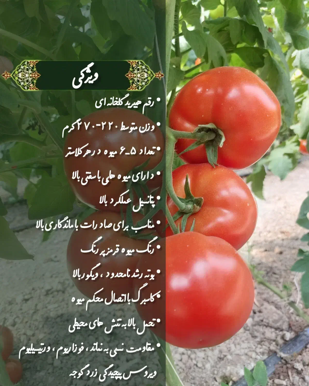 بذر خیار گلخانه ای ،بذر گوجه ،بذر فلفل ، تخم یونجه|گل و گیاه طبیعی|اصفهان, احمدآباد|دیوار