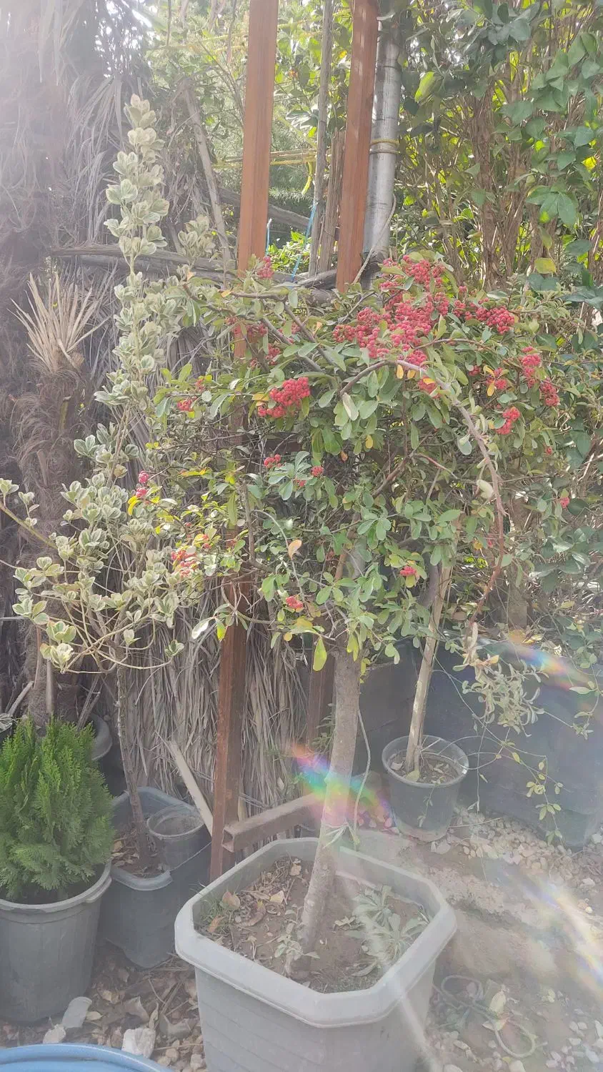 فروش درختچه های زینتی و خاص|گل و گیاه طبیعی|شیراز, گویم|دیوار