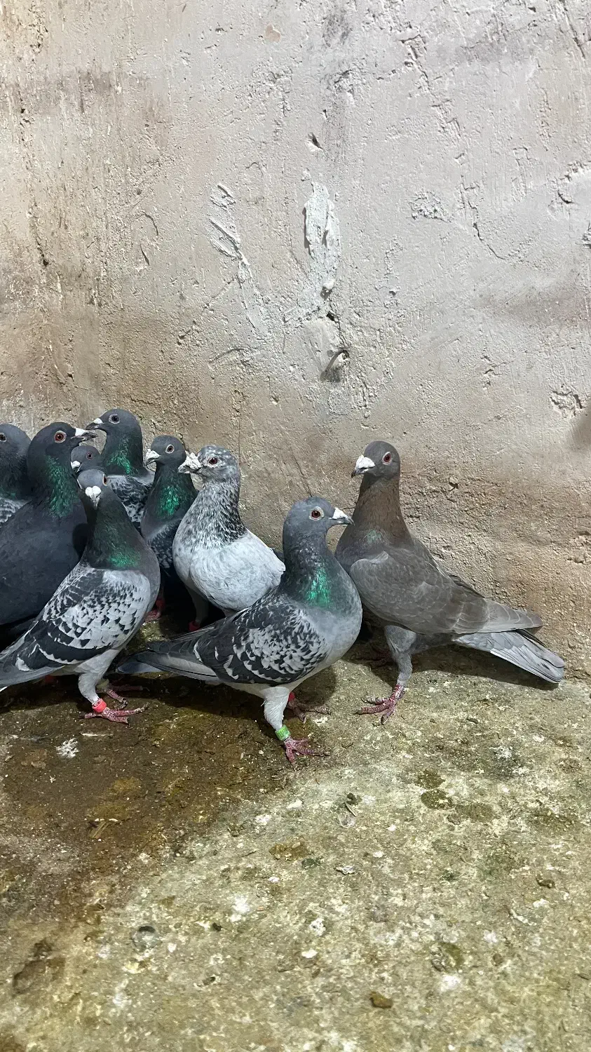 کفتر پلاکی زد خوردی|پرنده|شیراز, شهرک قمشه|دیوار