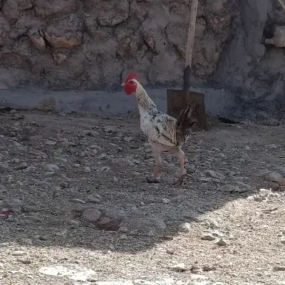 خروس|حیوانات مزرعه|قلعه شاهین, |دیوار