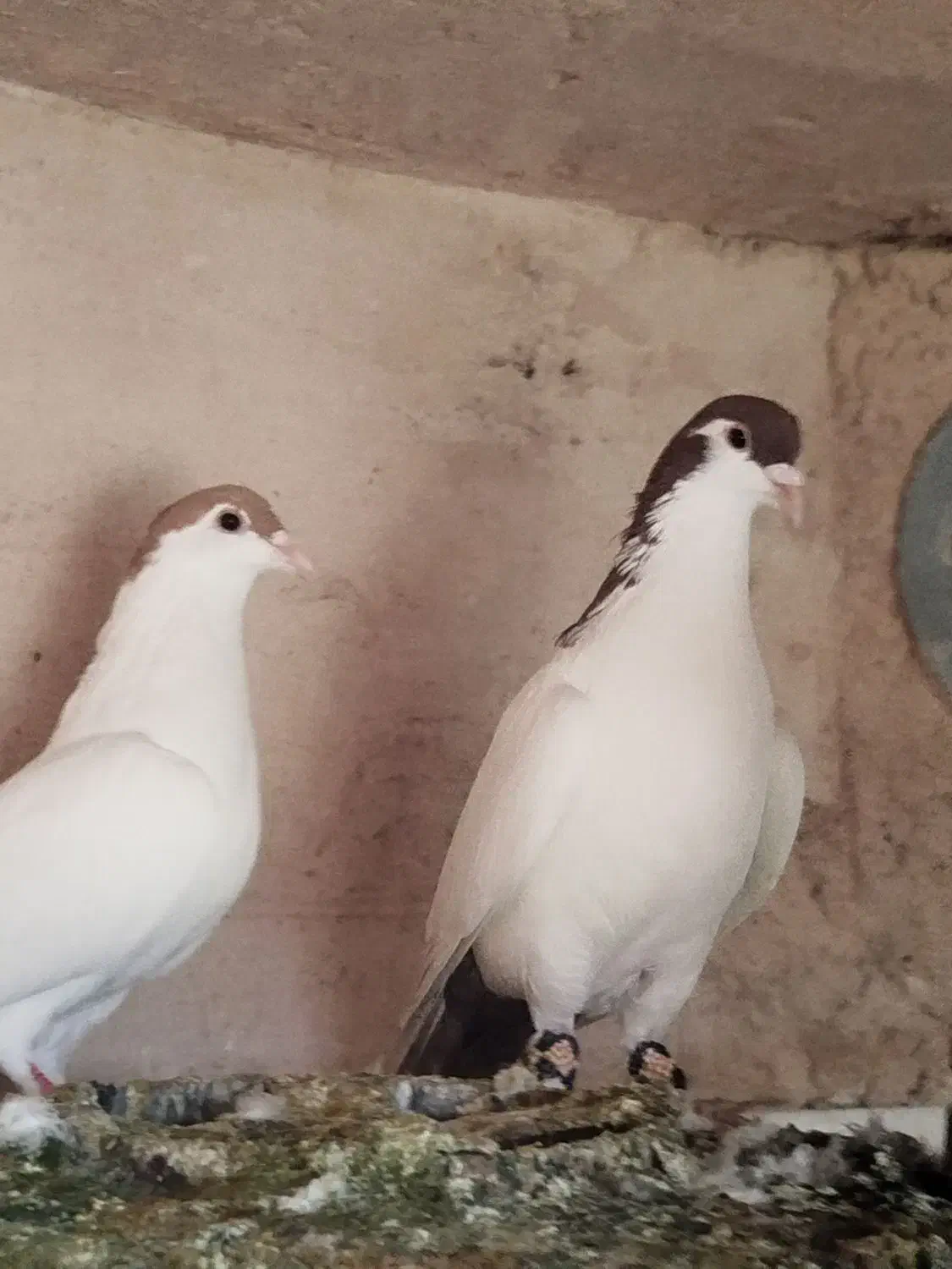 خالدم  سرخ|پرنده|چناران, |دیوار