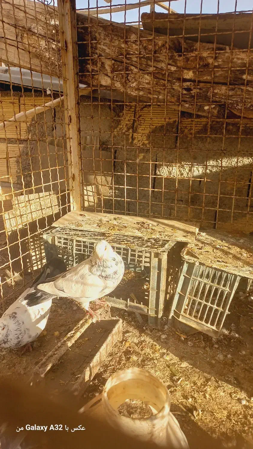 کبوتر|پرنده|بجنورد, |دیوار