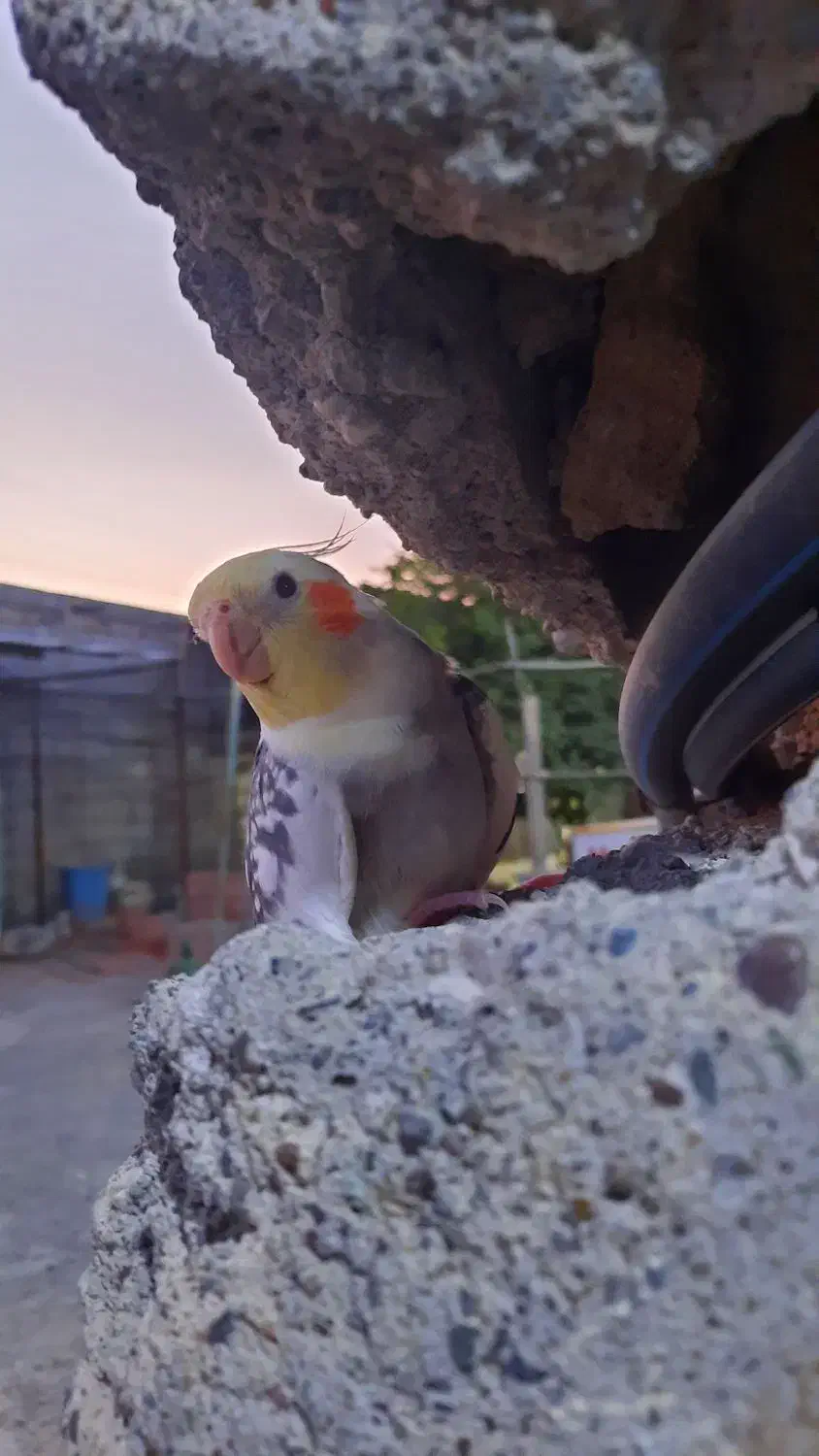 گمشده .گمشده|حیوانات|میناب, |دیوار