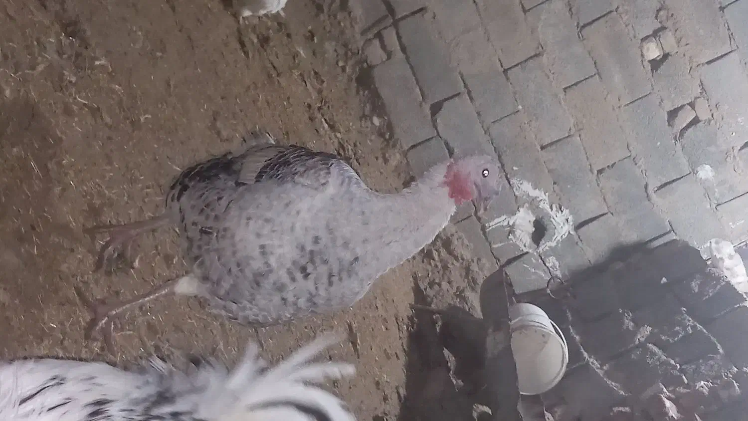 بوقلمون ماده کرچ شو|حیوانات مزرعه|رباط‌کریم, حکیم آباد|دیوار