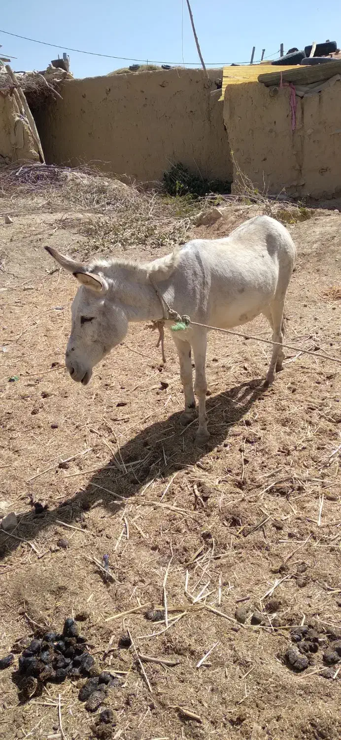 الاغ ماده و نر|حیوانات مزرعه|آبگرم, |دیوار