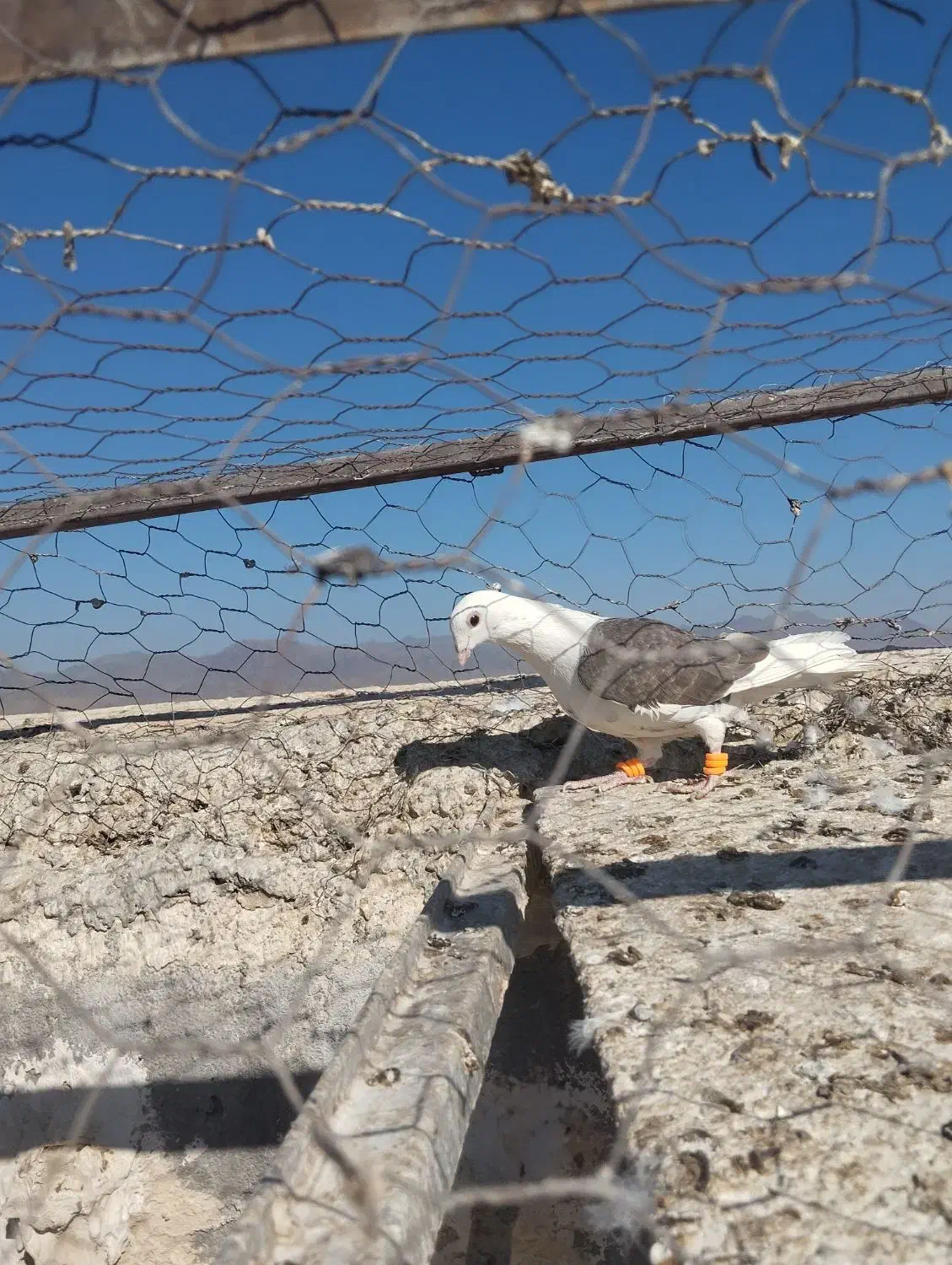 پشت کویتی ماده|پرنده|کاشمر, |دیوار