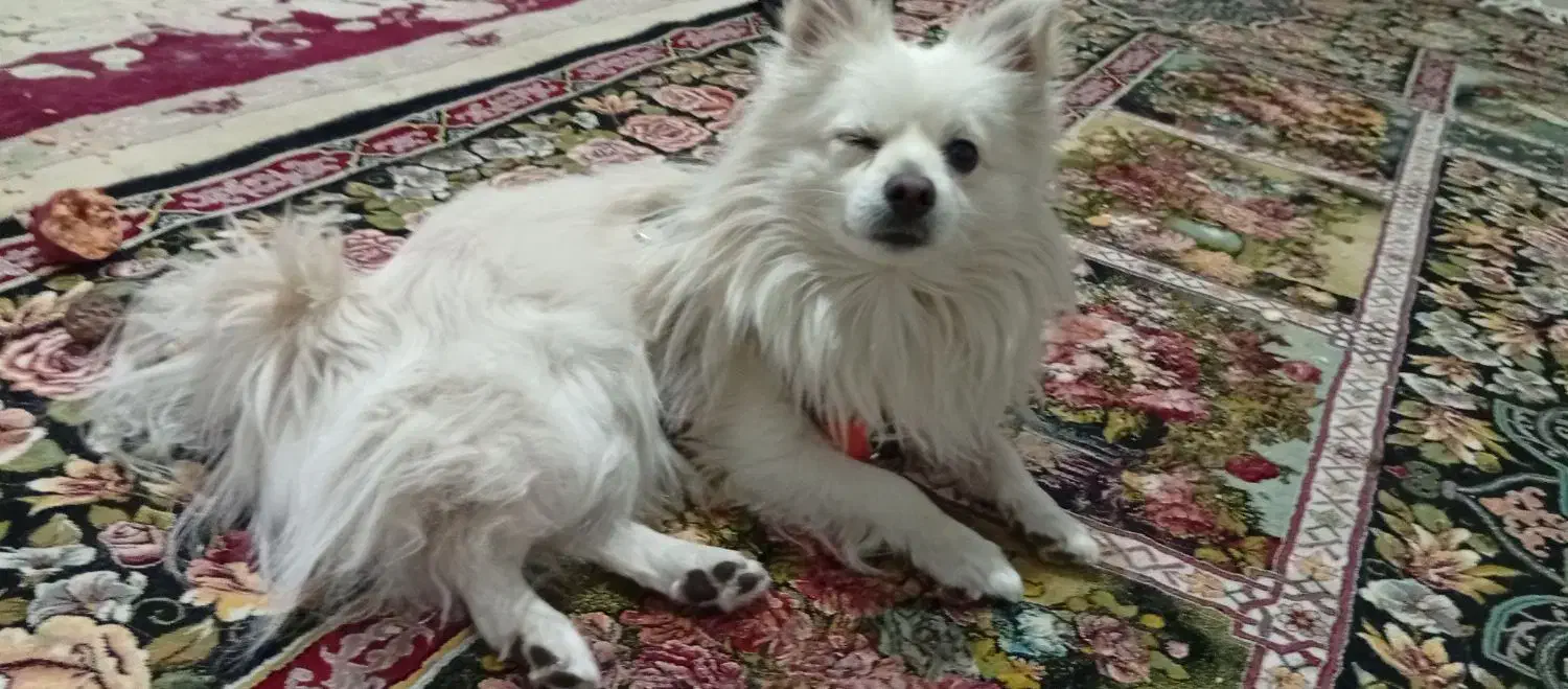 سگ شیتزوپارمین|سگ|خرمدره, |دیوار