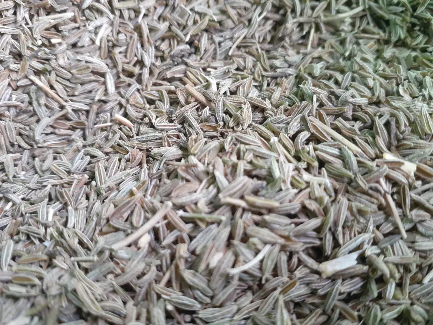 زیره سبز بذری درجه یک|خوردنی و آشامیدنی|دشتابی, |دیوار