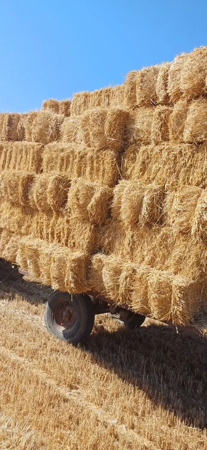 گندم جو|گل و گیاه طبیعی|بروجن, |دیوار