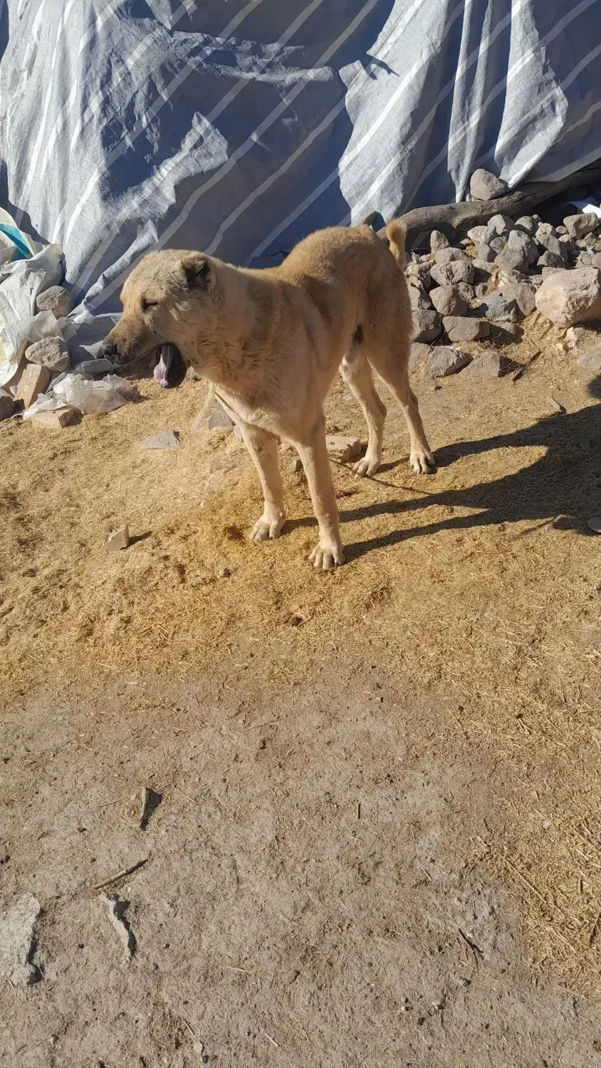 سگ نژاد دار|سگ|دهگلان, |دیوار