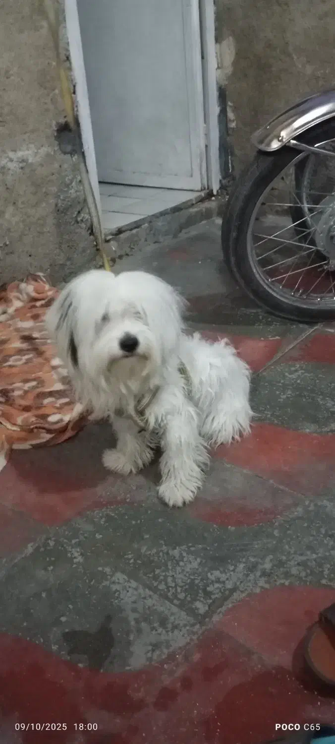 سگ پاکوتاه|سگ|شیراز, شهرک کوشکک|دیوار