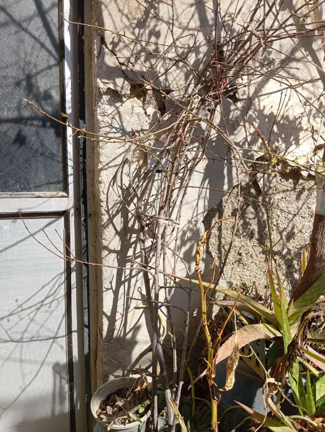 درخت و گل|گل و گیاه طبیعی|رباط‌کریم, رباط‌کریم|دیوار