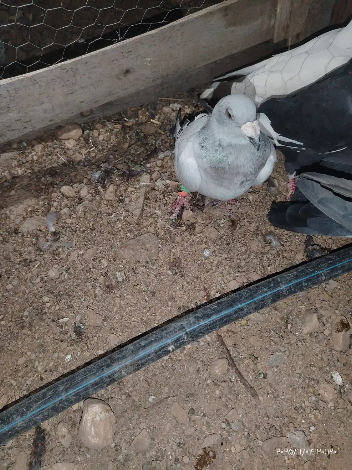 کبوتر|پرنده|طسوج, |دیوار