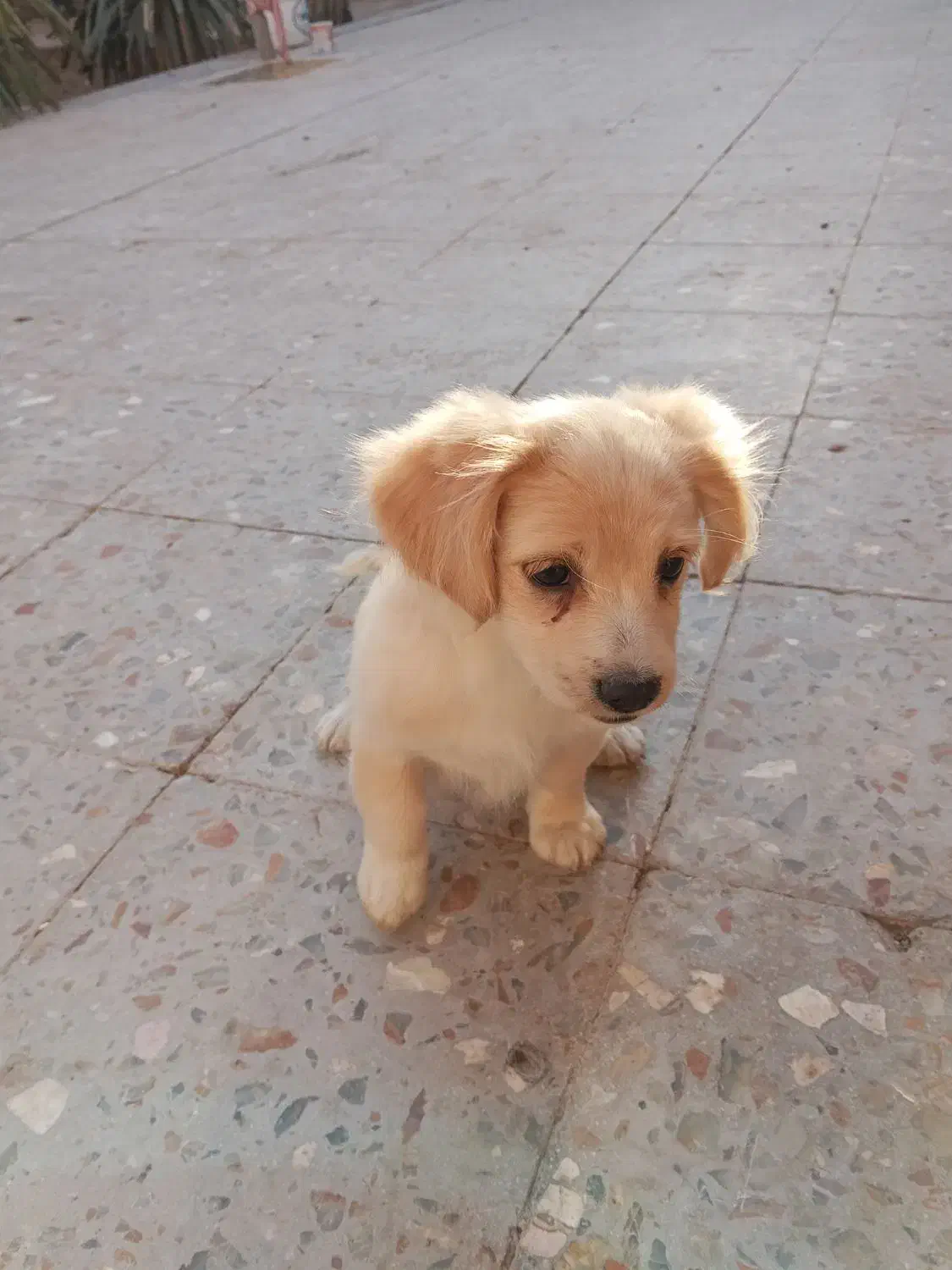 کوچلو دوست داشتنی معاوضه با پرنده|سگ|کرمان, |دیوار