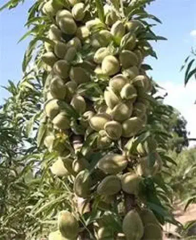 درخت بادام سوپرنوا ، نهال ،گلخانه نهالستان در مشهد|گل و گیاه طبیعی|مشهد, عبادی|دیوار
