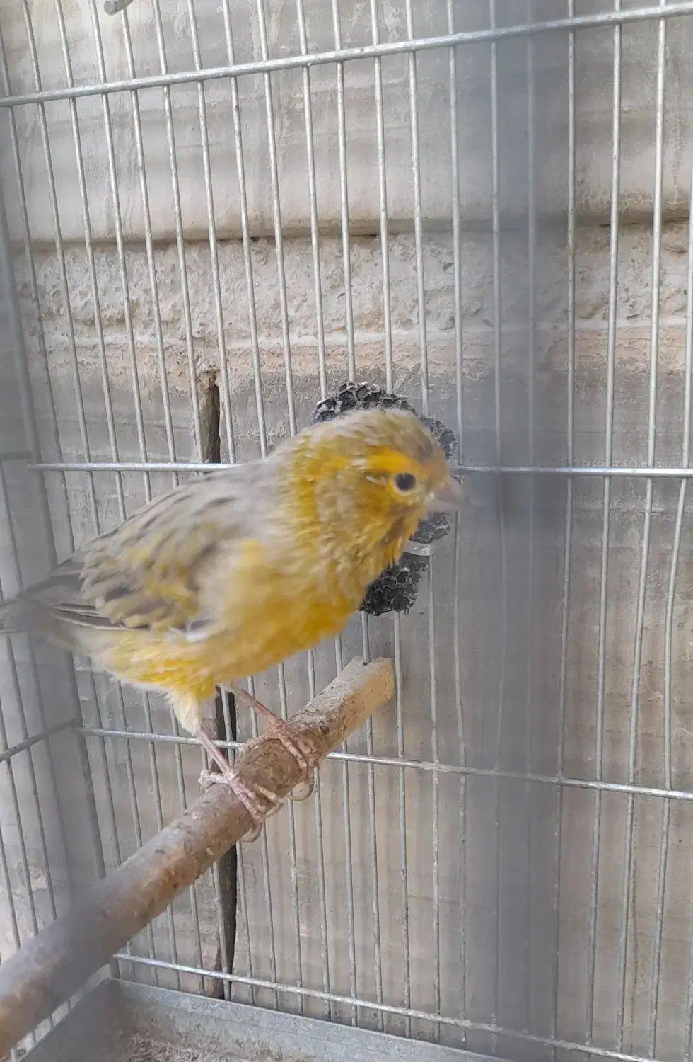 قناری سرمایی،بیابخونه ببر|پرنده|تبریز, |دیوار