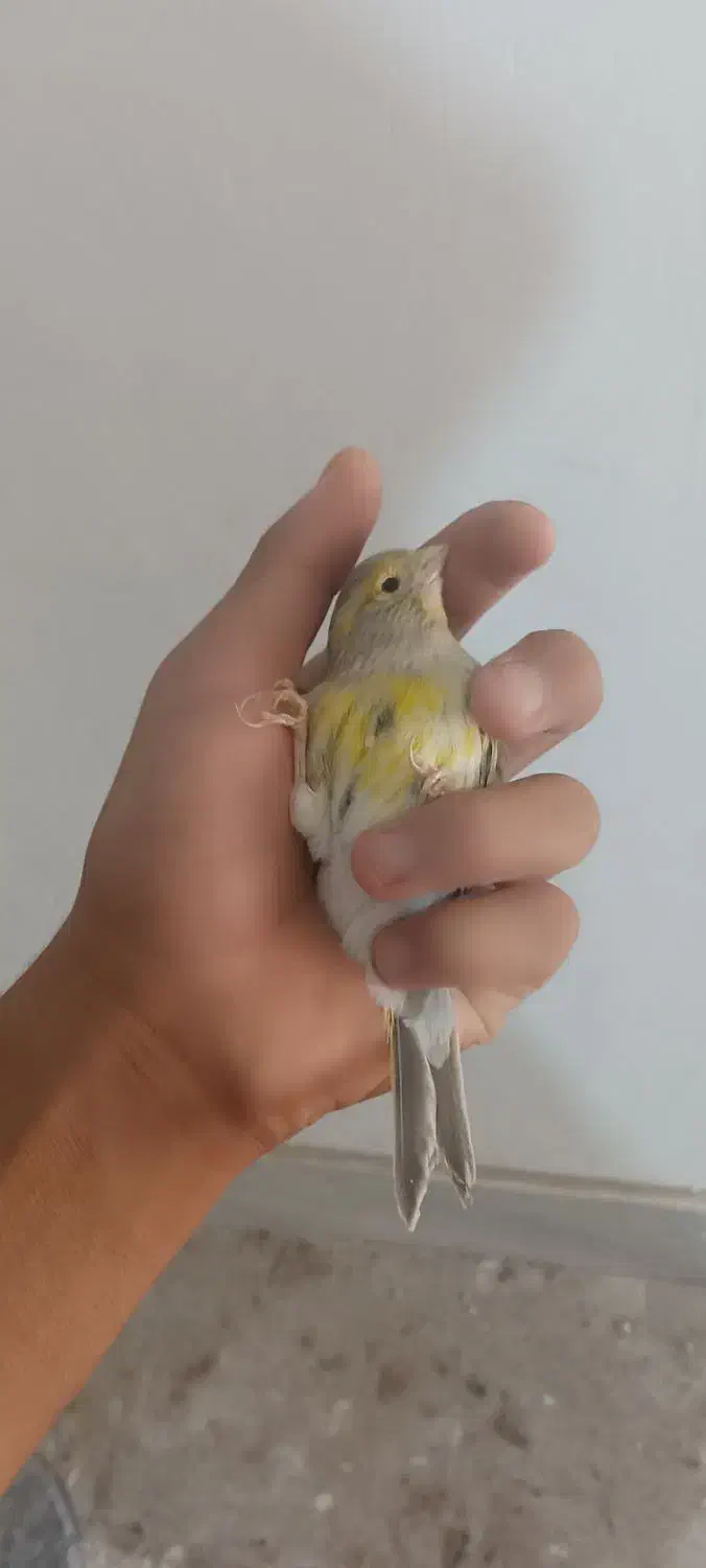 قناری مست|پرنده|بم, |دیوار