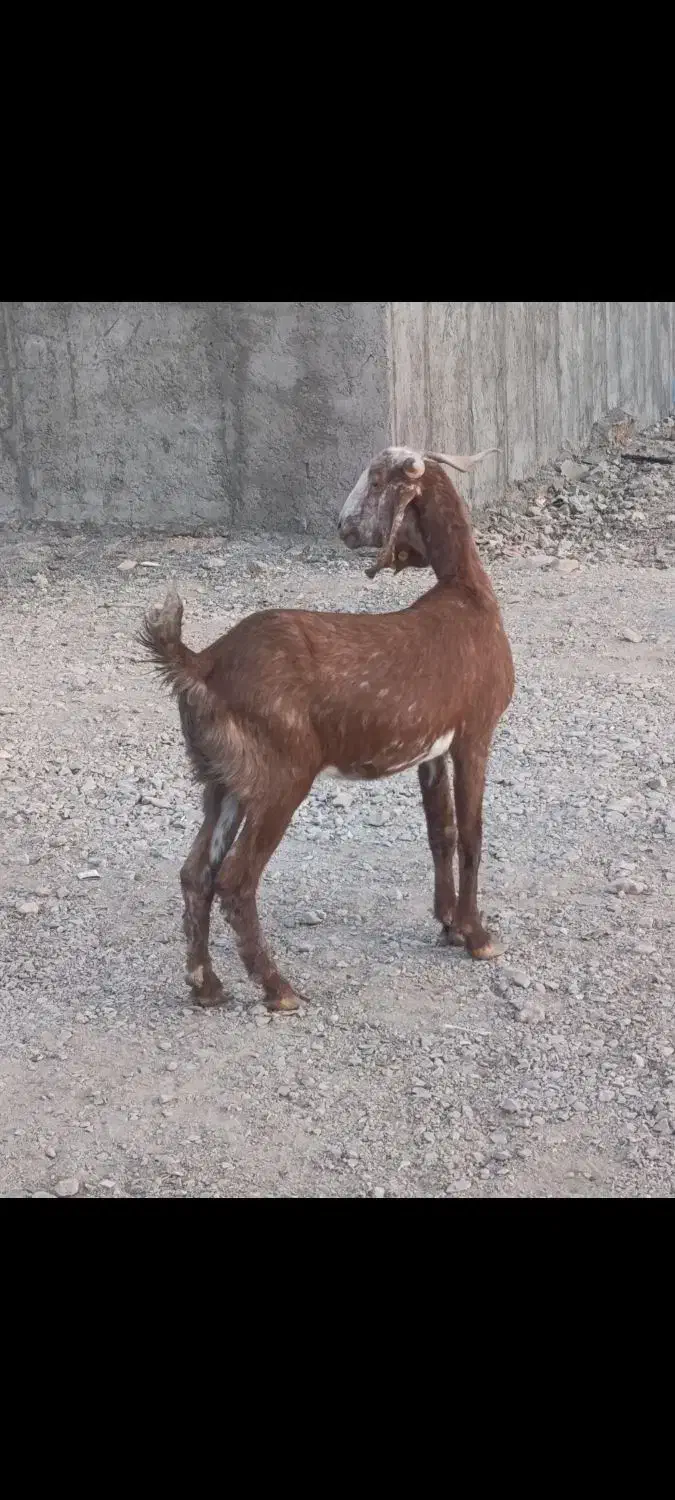 بز دورگ قیمت 8300ت|حیوانات مزرعه|کرمان, |دیوار