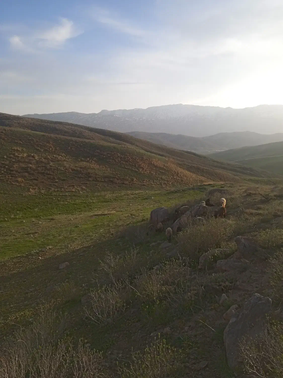 میش|حیوانات مزرعه|کوهرنگ, |دیوار