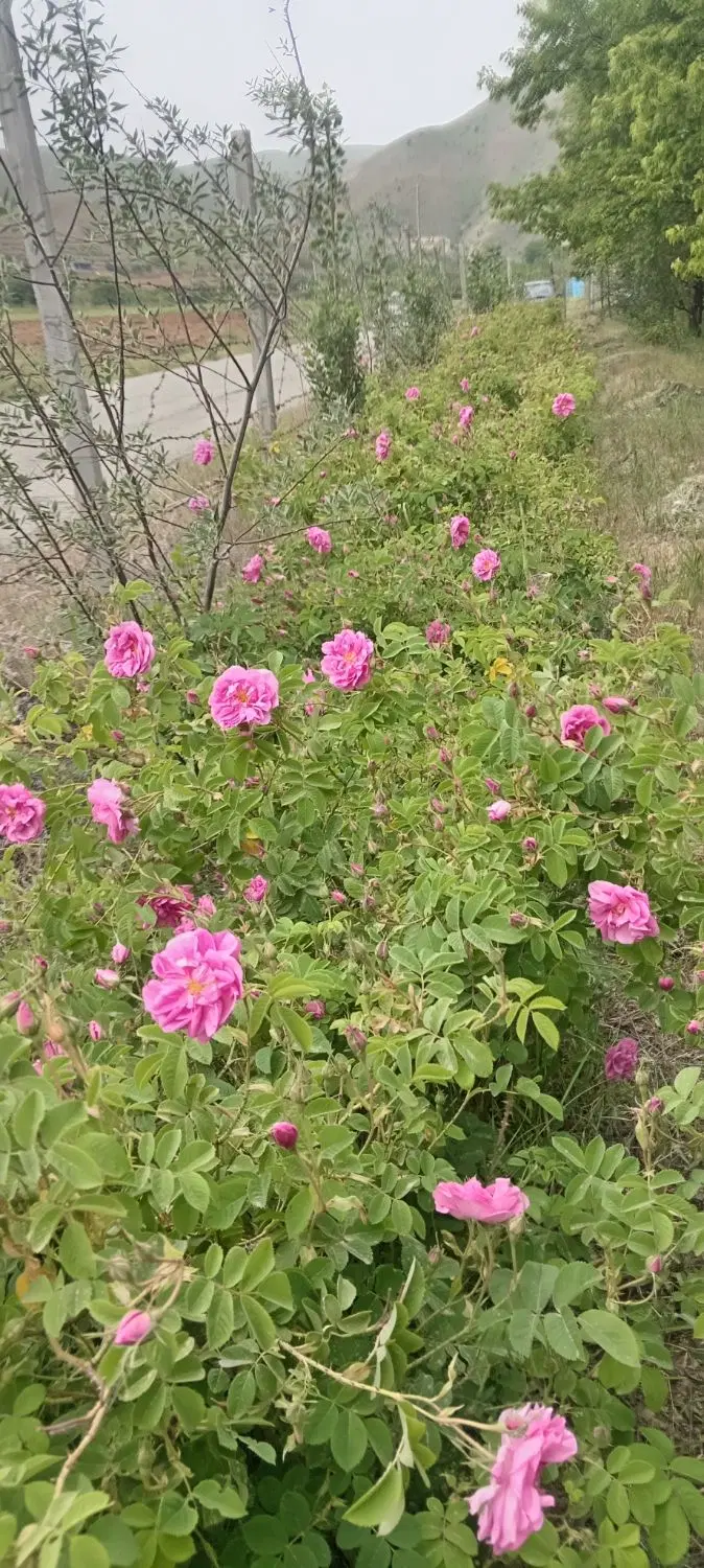 گل محمدی|گل و گیاه طبیعی|سنندج, |دیوار