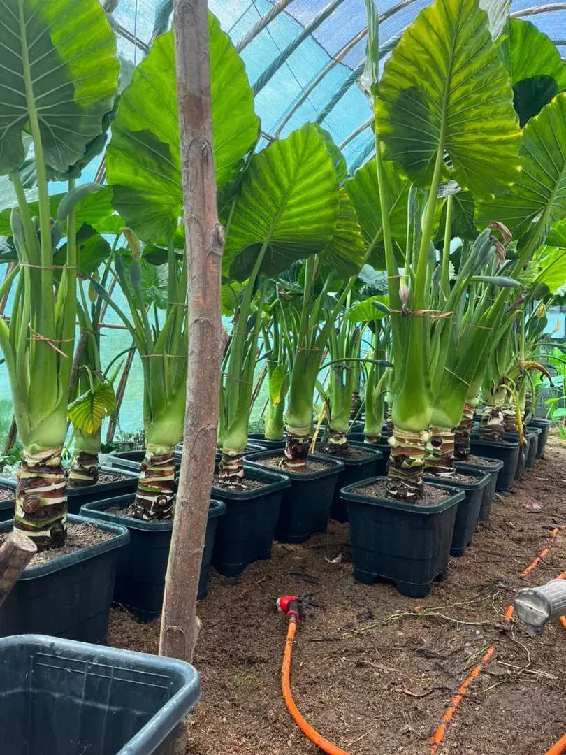 فروش ویژه بابا آدم با کیفیت عالی|گل و گیاه طبیعی|خشکبیجار, |دیوار