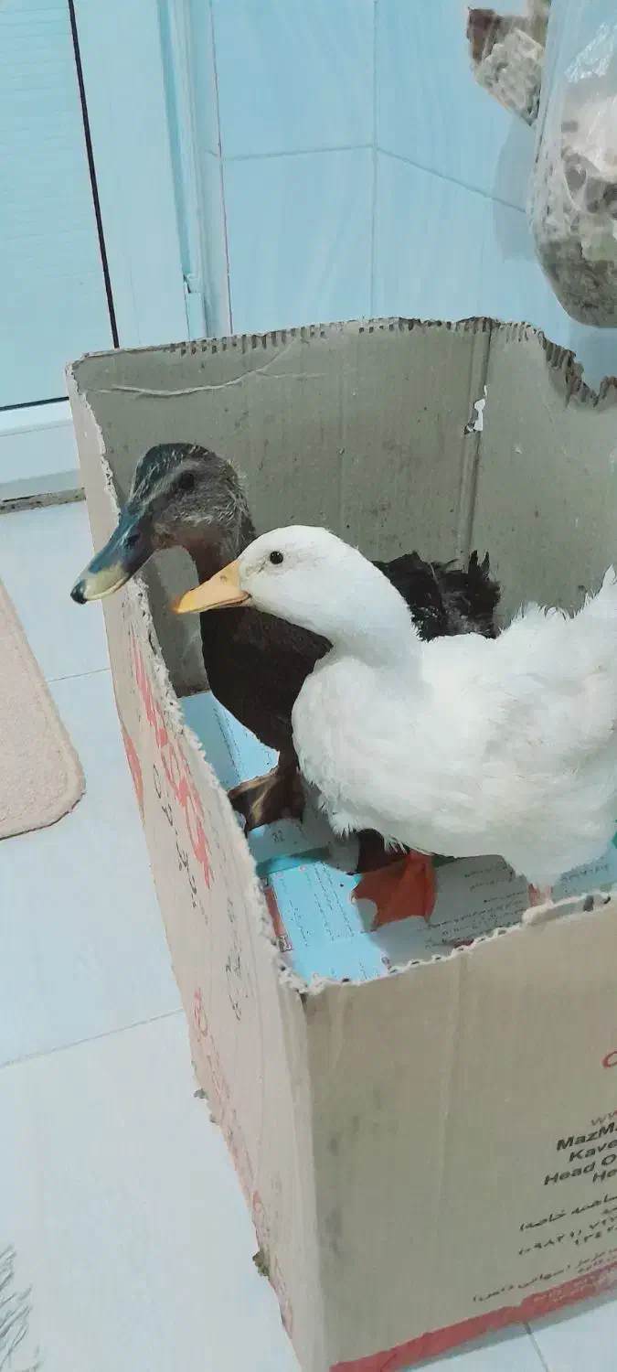 دو عدد اردک|پرنده|کوهدشت, |دیوار