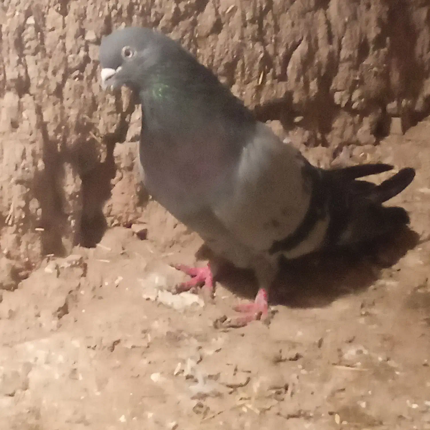 سبز قطلی|پرنده|هریس, |دیوار