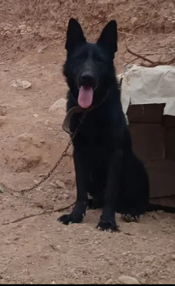 ژرمن سیاه|سگ|اسفراین, |دیوار