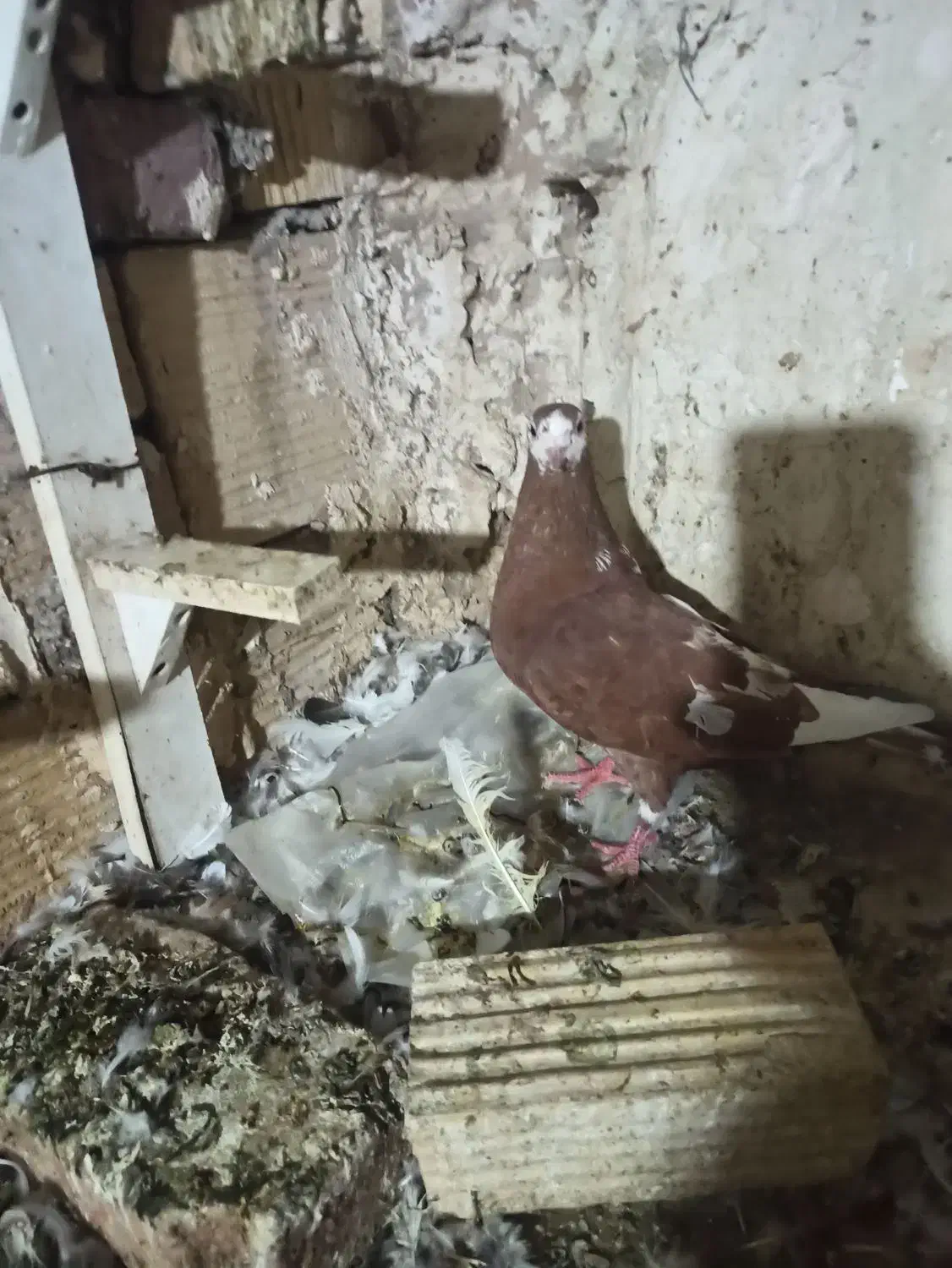 ماده مینا سرخ|پرنده|زاهدان, |دیوار