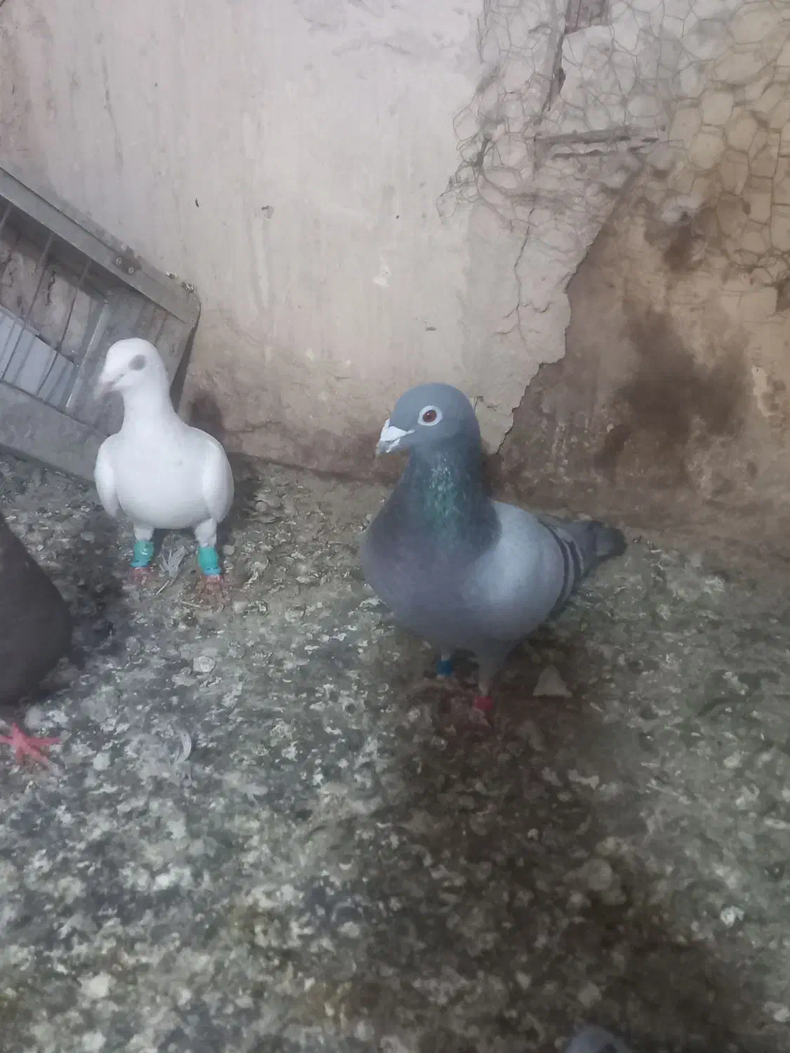 کبوتر|حیوانات|مشهد, ویلاشهر|دیوار